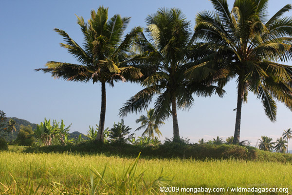 Rice and palms in Madagascar