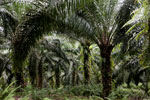 Oil palm plantation -- sabah_2590