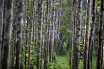 Reforestation project using native species in Borneo -- sabah_3271