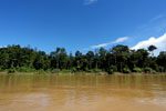 Rainforest along the Kinabatangan river