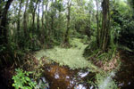 Peat swamp -- sabah_3798