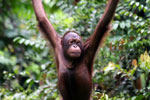 Borneo orangutan at Sepilok Rehabilitation Center -- sabah_3950