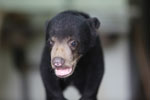 Baby sun bear at a rehabilitation center