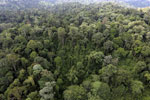 Borneo rainforest -- sabah_aerial_2601