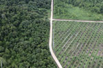 Logged forest, oil palm estate, and timber plantation in Borneo