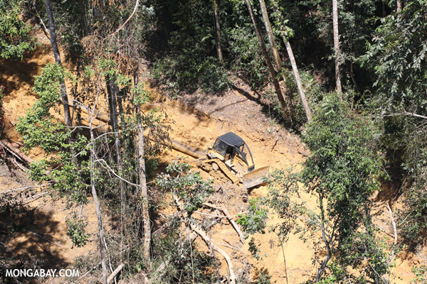 Bulldozer extracting trees in Sabah, Malaysia.