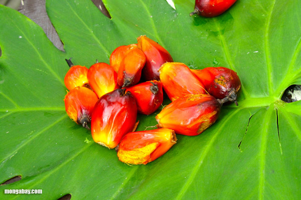 Oil palm fruit used for making palm oil Oil palm fruit used for making palm oil