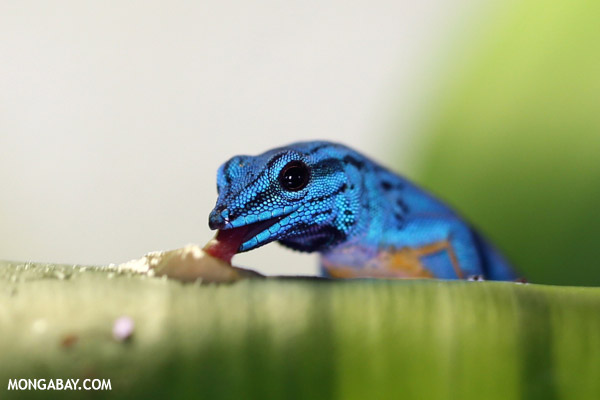 Blue best sale gecko pet