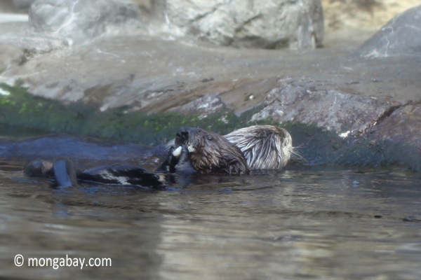Pacific sea otter