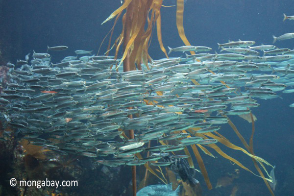 Pacific sardines in a kelp forest