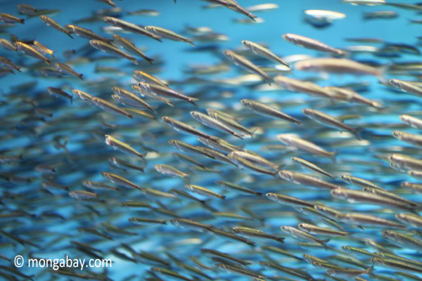 Live anchovies