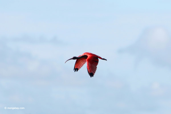 Scarlet Ibis (Eudocimus ruber) in flight.