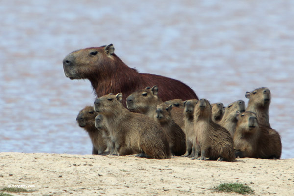 Capybaras, here in Colombia, are the world's largest rodents today. But they would have been dwarfed by Josephoartigasia monesi. Photo by: Rhett A. Butler.