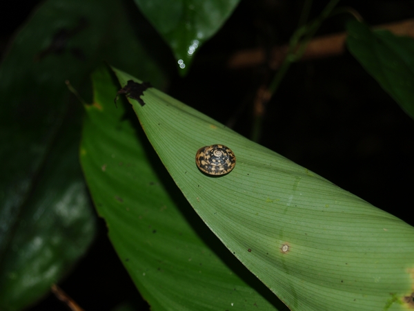 Trochomorpha sp., Seram