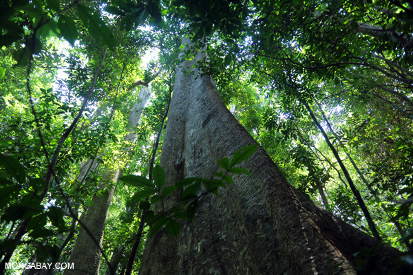 Rainforest in Aceh