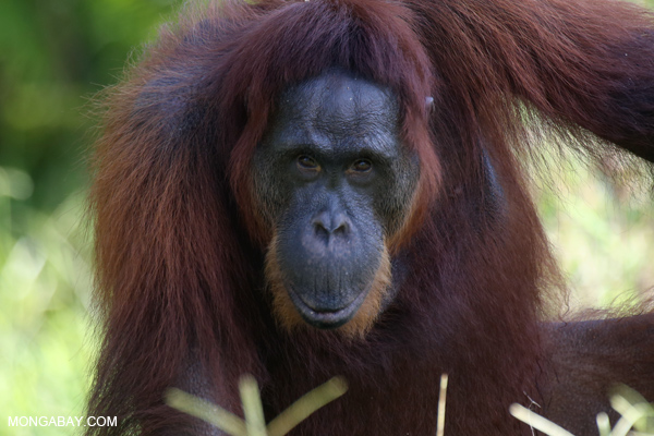 Bornean orangutan in Indonesian Borneo 