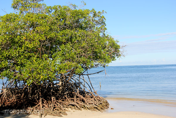 A mangrove before the sea in the Dominican Republic. Photo by Tiffany Roufs / mongabay.com