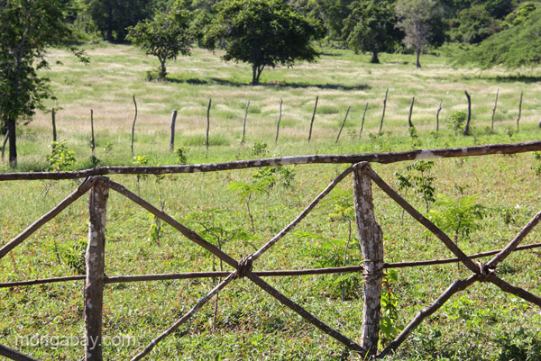 A reforestation project near Estero Hondo Marine Sanctuary in the Dominican Republic.