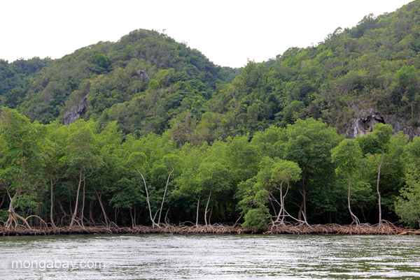 Karst forests and mangroves: Los Haitises National Park is also home to solenodons. The dinosaur-survivors have been found in more parts of the country than expected. Photo by: Jeremy Hance.