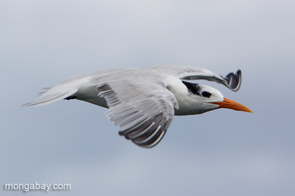 A royal Tern (Thalasseus maximus) in Los Haitises National Park in the Dominican Republic. Photo by Jeremy Hance.