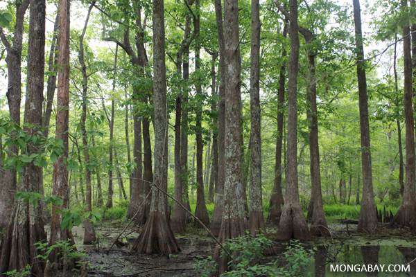 Bayou forest in Lousiana. Photo by: Rhett A. Butler.