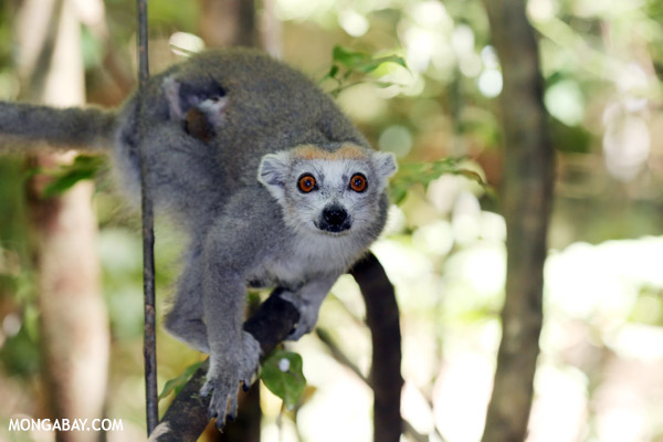 Female crowned lemur (Eulemur coronatus), listed as Vulnerable. Photo by: Rhett A. Butler.