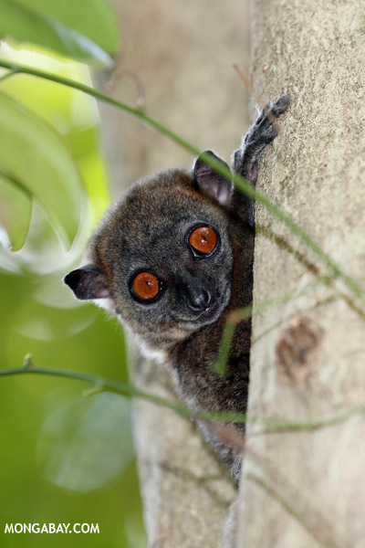 The Ankarana sportive lemur (Lepilemur ankaranensis) is listed as Endangered. Photo by: Rhett A. Butler.