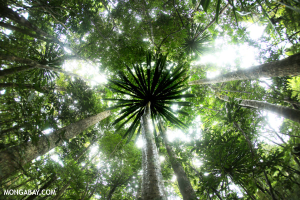 Rainforest in Madagascar.