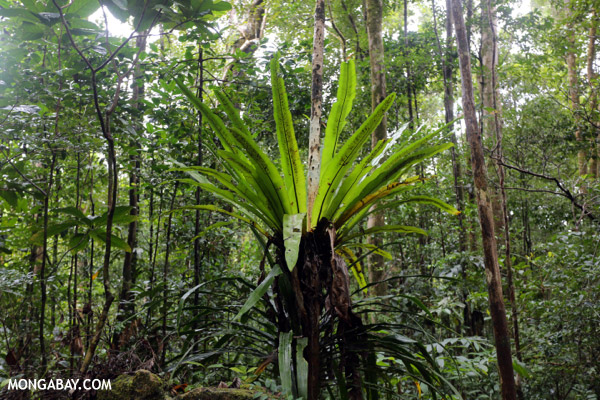 Birdnest fern in Madagascar rainforest. Photo by: Rhett A. Butler.