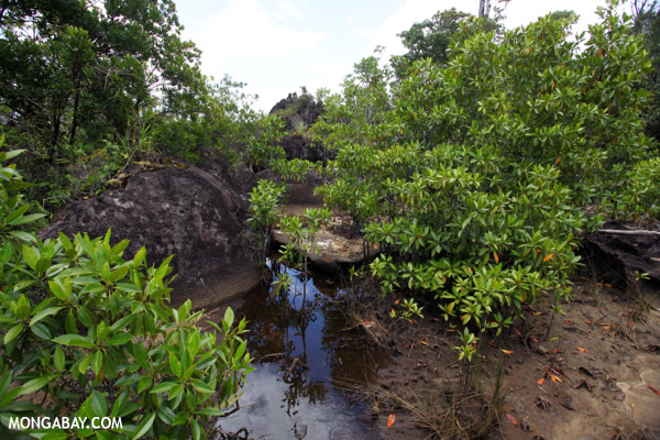 Mangrove forest in Masoala National Park, Madagascar. Photo by Rhett A. Butler.