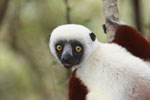 Coquerel's Sifaka (Propithecus coquereli)