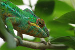 Male panther chameleon (Furcifer pardalis)