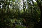 Peat swamp