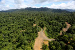 Logging operation in Borneo