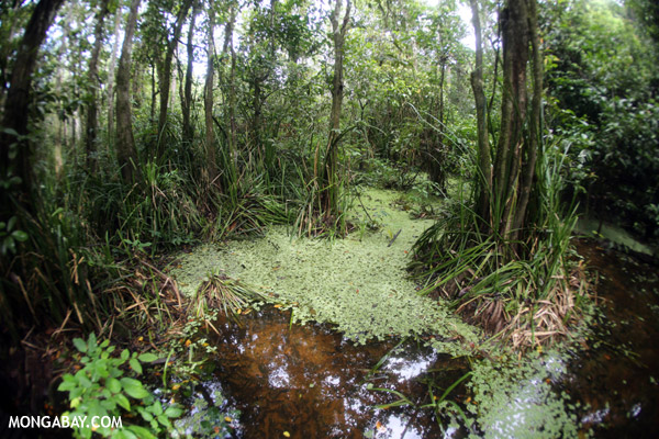 Peat swamp in Borneo. Photo by: Rhett A. Butler.