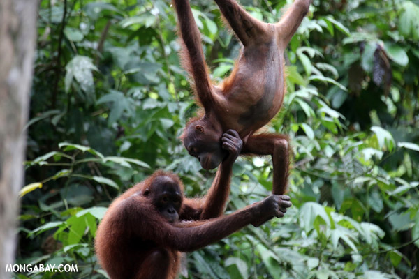 Pair of orphaned orangutans