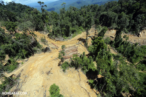 Industrial rainforest logging is often posited as a benign activity by groups funded by the logging industry.