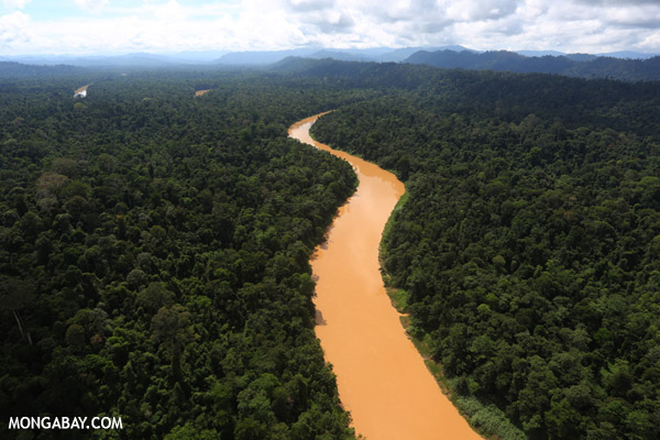 The Kinabatangan River in the Malaysian state of Sabah, Borneo. Photo by: Rhett A. Butler. 