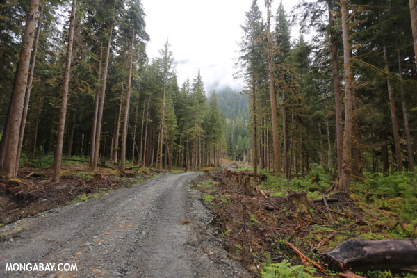 Logging in a secondary forest in the U.S. Photo by: Rhett A. Butler.